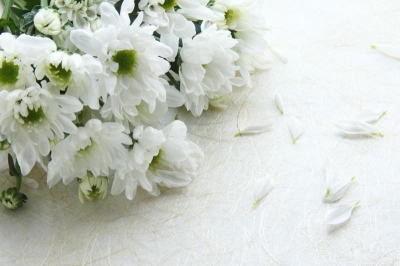 白い菊の供花